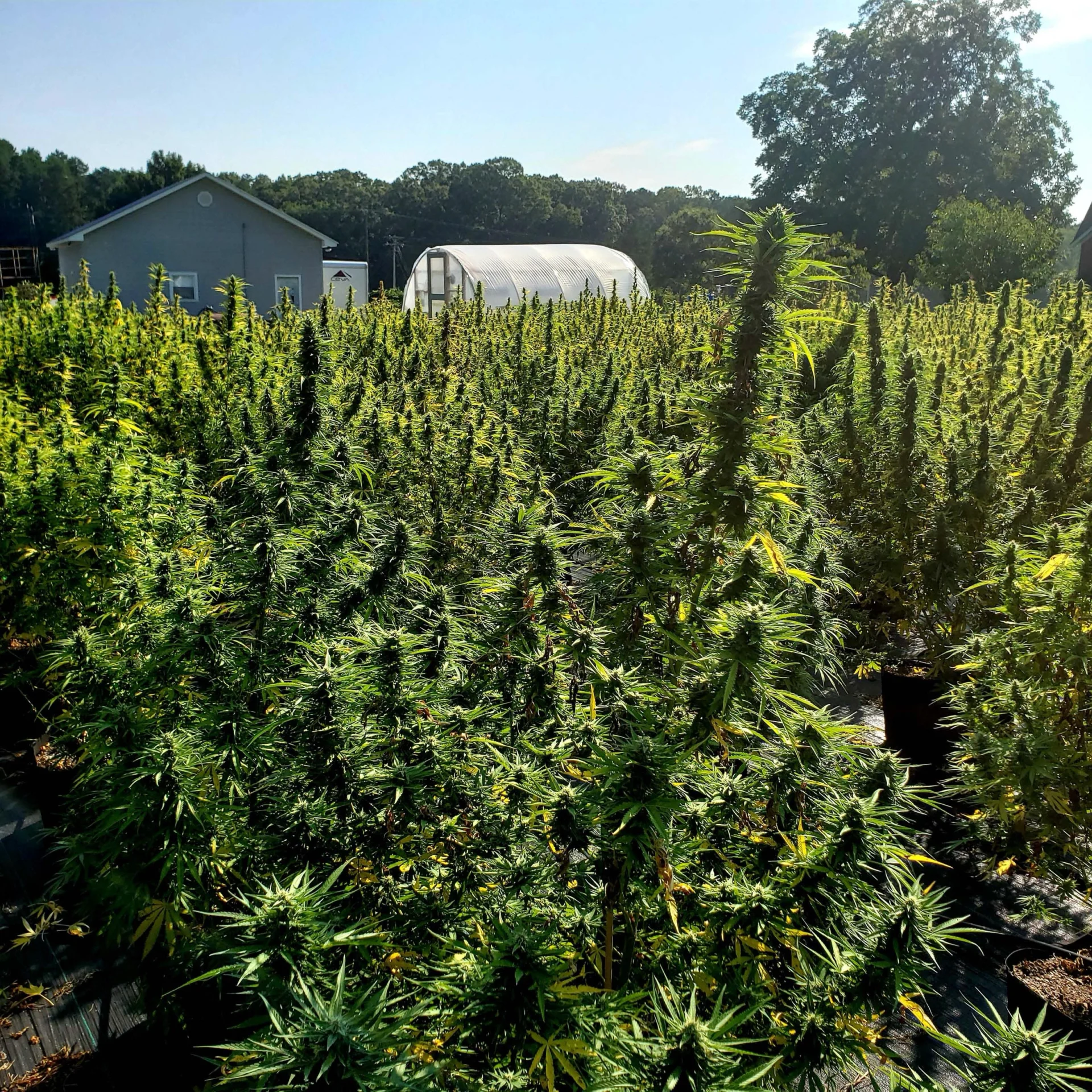 Piedmont Green CBD hemp farm